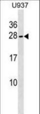 NKIRAS2 Antibody western blot of U937 cell line lysates (35 ug/lane). The NKIRAS2 antibody detected the NKIRAS2 protein (arrow).