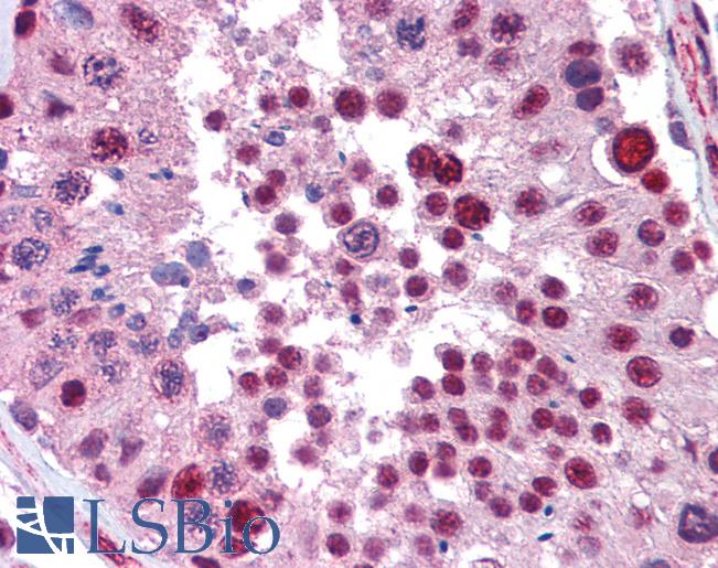 Anti-NKRF antibody IHC of human testis. Immunohistochemistry of formalin-fixed, paraffin-embedded tissue after heat-induced antigen retrieval. Antibody LS-B3529 concentration 5 ug/ml.