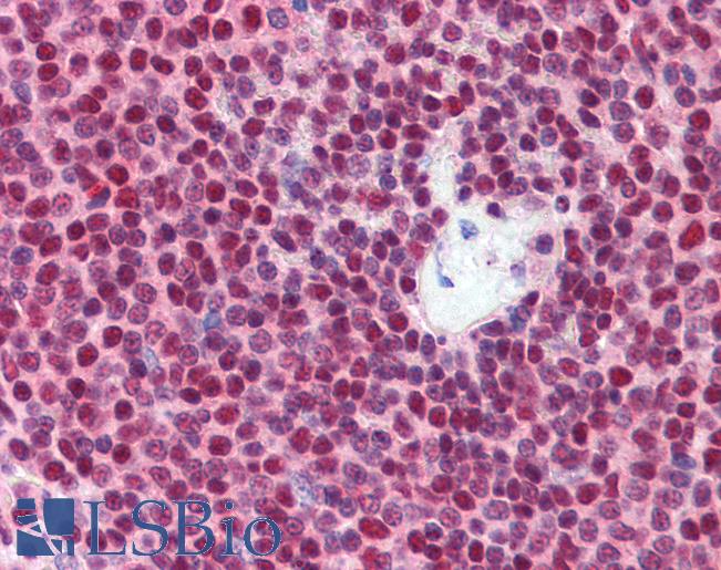 Anti-NKRF antibody IHC of human spleen. Immunohistochemistry of formalin-fixed, paraffin-embedded tissue after heat-induced antigen retrieval. Antibody LS-B3529 concentration 5 ug/ml.