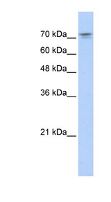 NKRF antibody LS-C110099 Western blot of Transfected 293T cell lysate.
