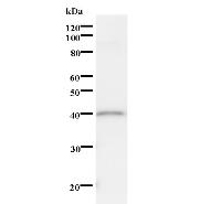 Western blot analysis of immunized recombinant protein, using anti-NKRF monoclonal antibody.