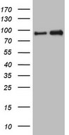 HEK293T cells were transfected with the pCMV6-ENTRY control (Left lane) or pCMV6-ENTRY NKRF (Right lane) cDNA for 48 hrs and lysed. Equivalent amounts of cell lysates (5 ug per lane) were separated by SDS-PAGE and immunoblotted with anti-NKRF.