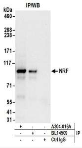 Detection of Human NRF by Western Blot of Immunoprecipitates. Samples: Whole cell lysate (1 mg for IP; 20% of IP loaded) from HeLa cells. Antibodies: Affinity purified rabbit anti-NRF antibody used for IP at 6 ug/mg lysate. NRF was also immunoprecipitated by rabbit anti-NRF antibody BL14509. For blotting immunoprecipitated NRF, was used at 1 ug/ml. Detection: Chemiluminescence with an exposure time of 10 seconds.