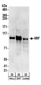 Detection of Human NRF by Western Blot. Samples: Whole cell lysate (50 ug) from HeLa, 293T, and Jurkat cells. Antibodies: Affinity purified rabbit anti-NRF antibody used for WB at 0.1 ug/ml. Detection: Chemiluminescence with an exposure time of 30 seconds.