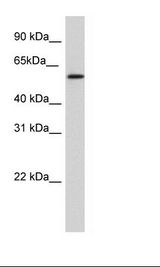 SP2/0 Cell Lysate