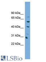 NKX1-1 antibody Western Blot of NIH/3T3 cell lysate.