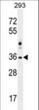 NKX1-2 Antibody western blot of 293 cell line lysates (35 ug/lane). The NKX1-2 antibody detected the NKX1-2 protein (arrow).