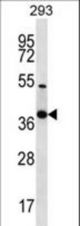 NKX2-2 Antibody western blot of 293 cell line lysates (35 ug/lane). The NKX2-2 antibody detected the NKX2-2 protein (arrow).