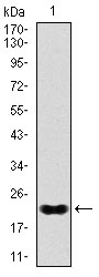 Western blot using NKX2.2 monoclonal antibody against human NKX2.2 recombinant protein.(Expected MW is 22 kDa)