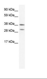 Fetal Spleen Lysate