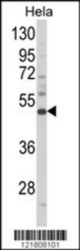 Western blot of NKX2-3 Antibody (Center) in HeLa cell line lysates (35 ug/lane). NKX2-3 (arrow) was detected using the purified Pab.