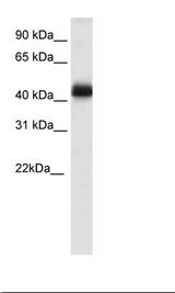 Testis Lysate