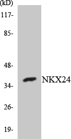 Western blot of the lysates from K562 cells using NKX24 antibody.