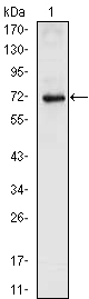 Western blot using NKX2.5 mouse monoclonal antibody against full-length NKX2.5 (aa1-324)-hIgGFc transfected HEK293 cell lysate (1).