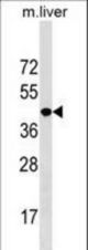 NKX2-5 Antibody western blot of mouse liver tissue lysates (35 ug/lane). The NKX2-5 antibody detected the NKX2-5 protein (arrow).