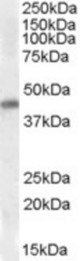 NKX2-5 antibody (0.3 ug/ml) staining of Human Heart lysate (35 ug protein/ml in RIPA buffer). Primary incubation was 1 hour. Detected by chemiluminescence.