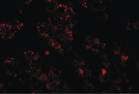 Immunofluorescence of NKX-8 in human liver tissue with NKX2-8 antibody at 20 ug/ml.