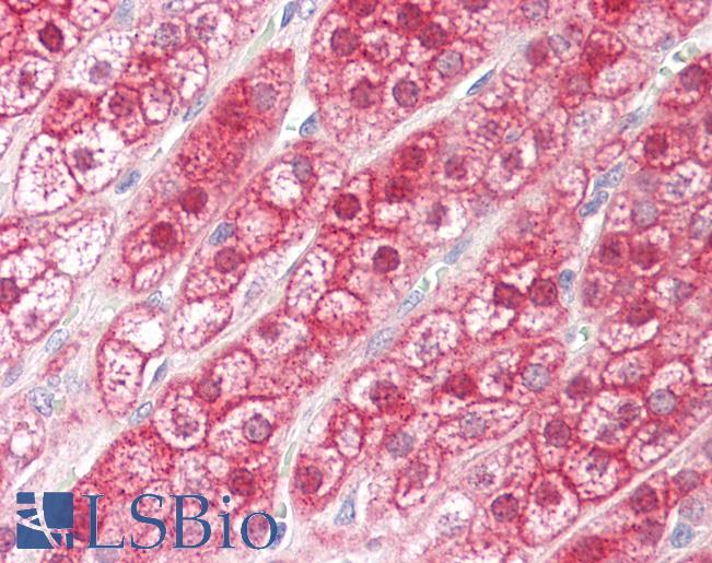 Anti-NKX2-6 antibody IHC staining of human adrenal. Immunohistochemistry of formalin-fixed, paraffin-embedded tissue after heat-induced antigen retrieval.