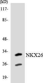 Western blot of the lysates from Jurkat cells using NKX26 antibody.