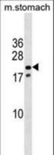 Mouse Nkx3-1 Antibody western blot of mouse stomach tissue lysates (35 ug/lane). The Nkx3-1 antibody detected the Nkx3-1 protein (arrow).