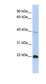 NKX3-2 / BAPX1 antibody LS-C109752 Western blot of HepG2 cell lysate.