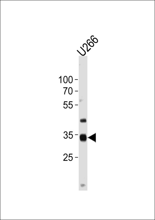 NKX3-2 Antibody western blot of U266 cell line lysates (35 ug/lane). The NKX3-2 antibody detected the NKX3-2 protein (arrow).