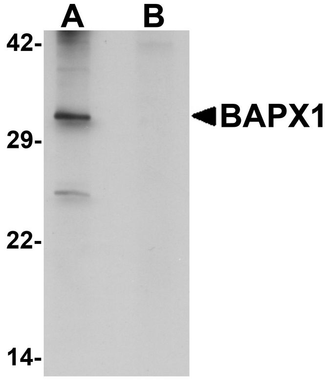 Western blot analysis of BAPX1 in human brain tissue lysate with BAPX1 antibody at 1 ug/ml in (A) the absence and (B) the presence of blocking peptide.
