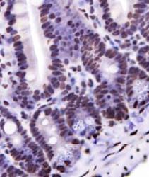 Nkx6.1 Antibody - IHC staining of Nkx6.1 in mouse intestine.