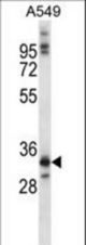 NKX6-1 Antibody western blot of A549 cell line lysates (35 ug/lane). The NKX6-1 antibody detected the NKX6-1 protein (arrow).
