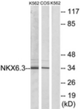 Western blot of extracts from K562/COS7 cells, using NKX6.3 Antibody. The lane on the right is treated with the synthesized peptide.