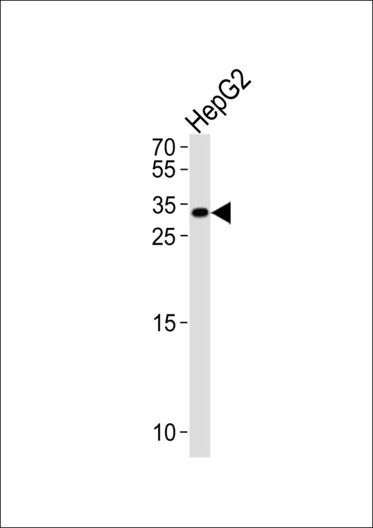 NKX6-3 Antibody western blot of HepG2 cell line lysates (35 ug/lane). The NKX6-3 antibody detected the NKX6-3 protein (arrow).