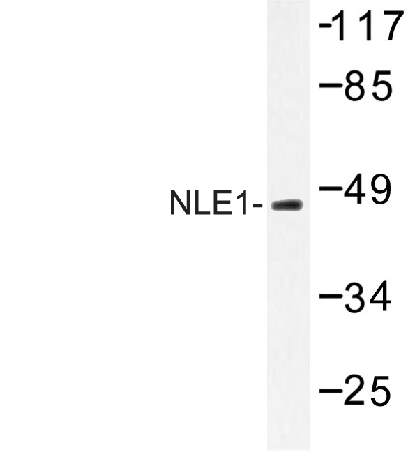 Western blot of NLE1 (Y333) pAb in extracts from COS cells.