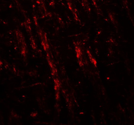 Immunofluorescence of NLGN2 in mouse brain tissue with NLGN2 antibody at 20 ug/ml.