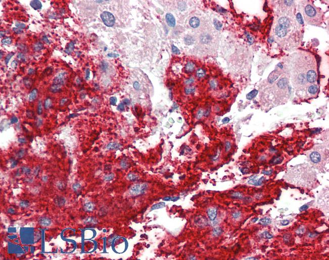 Anti-NLGN2 / Neuroligin 2 antibody IHC staining of human adrenal. Immunohistochemistry of formalin-fixed, paraffin-embedded tissue after heat-induced antigen retrieval. Antibody LS-B10289 concentration 5 ug/ml.