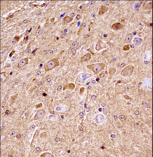 Mouse Nlk Antibody immunohistochemistry of formalin-fixed and paraffin-embedded mouse brain tissue followed by peroxidase-conjugated secondary antibody and DAB staining.