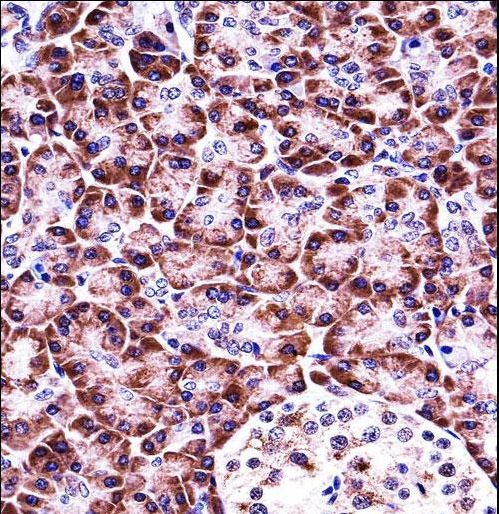 NLRP12 Antibody immunohistochemistry of formalin-fixed and paraffin-embedded human pancreas tissue followed by peroxidase-conjugated secondary antibody and DAB staining.
