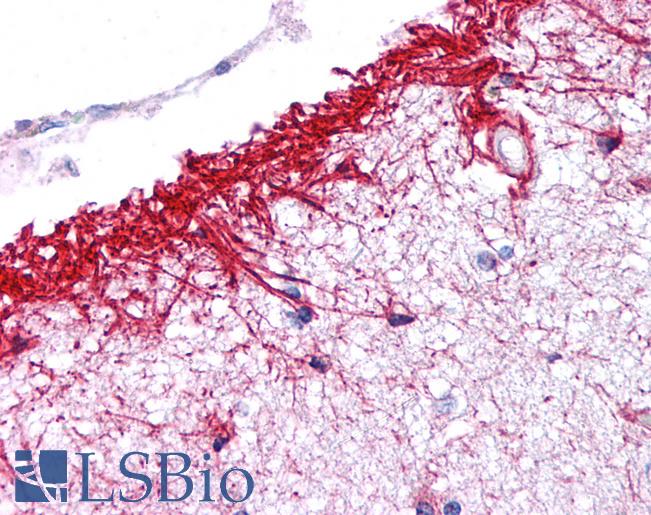 Anti-NLRP14 antibody IHC of human brain, cortex. Immunohistochemistry of formalin-fixed, paraffin-embedded tissue after heat-induced antigen retrieval. Antibody LS-B5338 concentration 5 ug/ml.