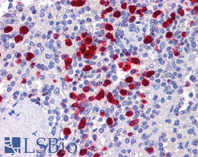 Anti-NLRP7 antibody IHC of human spleen. Immunohistochemistry of formalin-fixed, paraffin-embedded tissue after heat-induced antigen retrieval. Antibody LS-B5331 concentration 5 ug/ml.