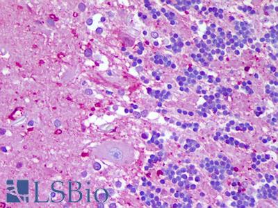 Anti-NLRP8 antibody IHC of human brain, cerebellum. Immunohistochemistry of formalin-fixed, paraffin-embedded tissue after heat-induced antigen retrieval. Antibody LS-B6191 concentration 5 ug/ml.