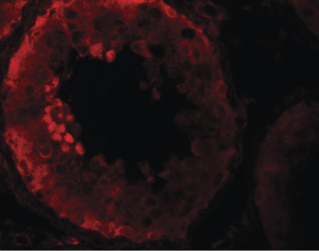 Immunofluorescence of NOD6 in human testis tissue with NOD6 antibody at 20 ug/ml.