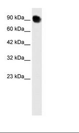 293T Cell Lysate