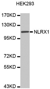 Western blot analysis of extracts of HEK293 cell line, using NLRX1 antibody.