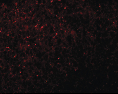 Immunofluorescence of NOD5 in rat spleen tissue with NOD5 antibody at 20 ug/ml.