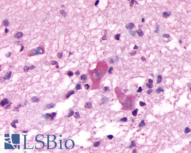 Anti-NMBR antibody IHC of human brain, olfactory bulb. Immunohistochemistry of formalin-fixed, paraffin-embedded tissue after heat-induced antigen retrieval.