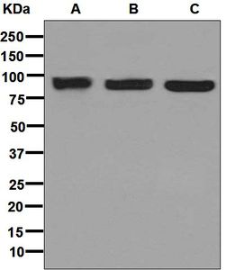 Western blot analysis on (A) A549, (B) Caco-2, and (C) 293T cell lysates using anti-NMBR antibody.