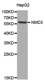 Western blot analysis of extracts of HepG2 cell lines, using NMD3 antibody.