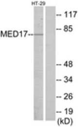 Western blot of extracts from HT-29 cells, using MED17 Antibody. The lane on the right is treated with the synthesized peptide.