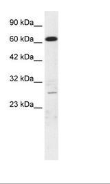 HepG2 Cell Lysate