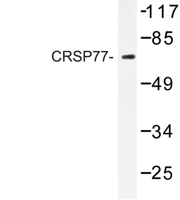Western blot of CRSP77 (V171) pAb in extracts from HT-29 cells.