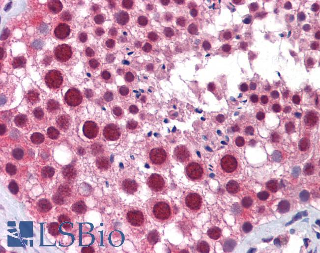 Anti-MED17 / TRAP80 antibody IHC of human testis. Immunohistochemistry of formalin-fixed, paraffin-embedded tissue after heat-induced antigen retrieval. Antibody LS-B6197 concentration 1.2 ug/ml.